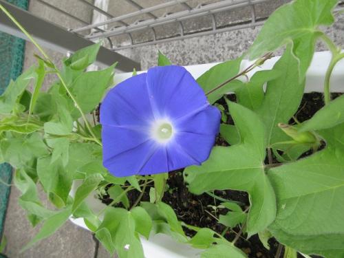 きれいだね🌼🌺💕