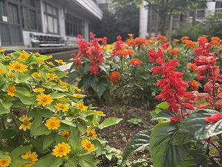 夏休み前の最終登校日 花壇に咲く「夏色」の花々