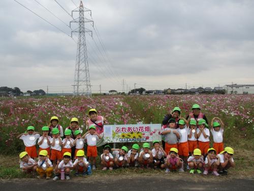 10/14 コスモス畑🌸(年長組)